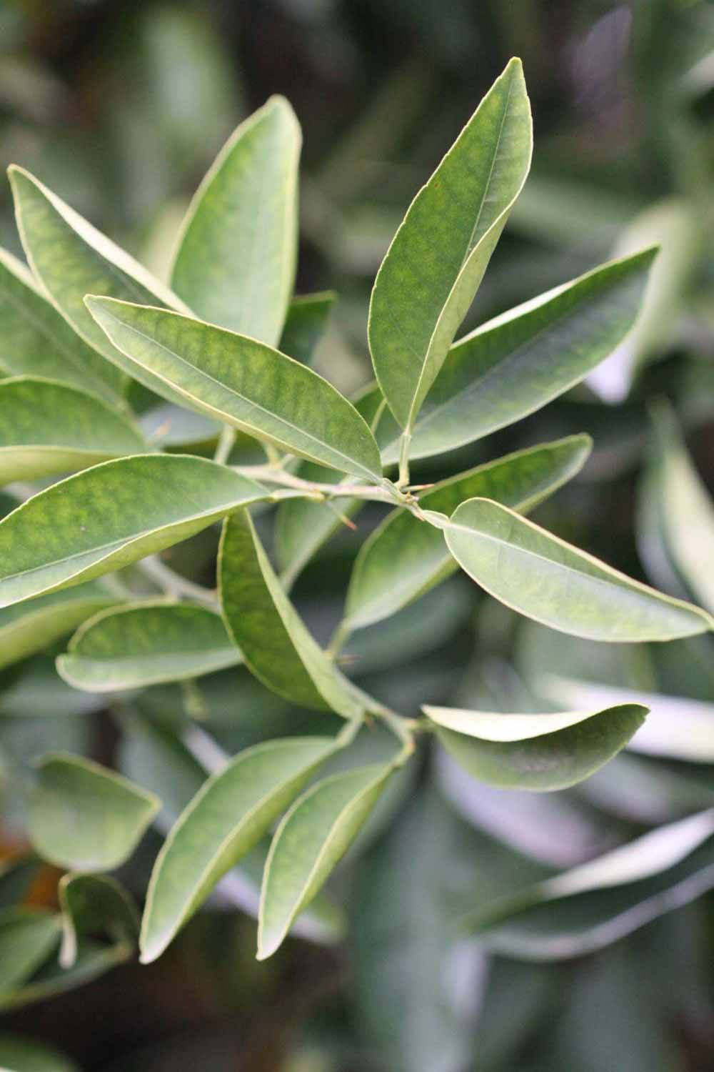            Sun leaves (Goutoucheng, Riverside, CA)   